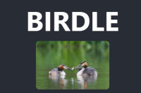 Birdle Game